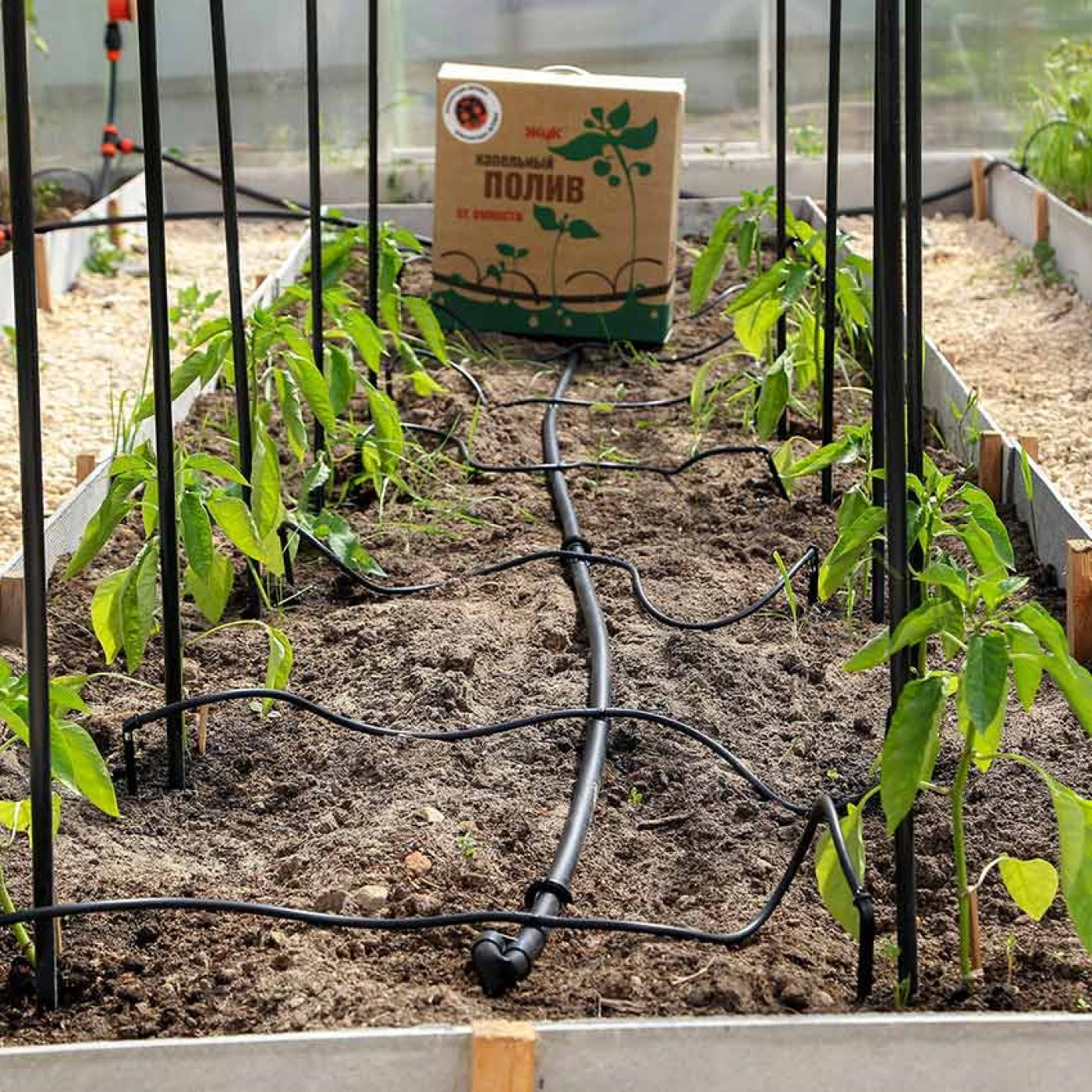 Капельный полив томатов в теплице. Система капельного автополива для теплицы. Капельный полив для помидоров своими руками. Перистальтический капельный полив. Капельный полив для помидоров своими руками.