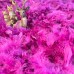 Гирлянда декоративная из перьев Боа Kaemingk 1.84 м магнолия