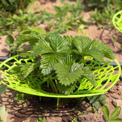 Капельный полив Жук для клубники от емкости 40 растений Капельный полив Жук для клубники от емкости 40 растений