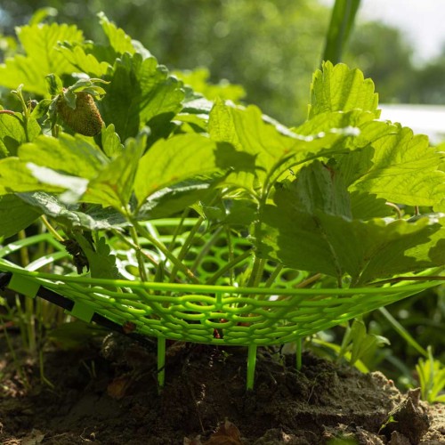 Капельный полив Жук для клубники от емкости 40 растений Капельный полив Жук для клубники от емкости 40 растений