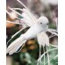 Райская птичка на прищепке, 25 см (белая, 22-379)
